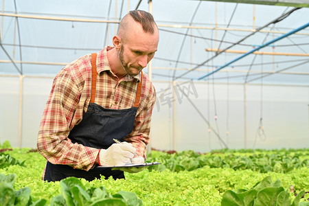 农民检查有机蔬菜并在数字平板电脑上记录农业数据。