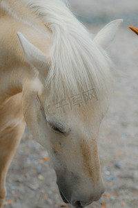 Sarasara Hair 的白马形象