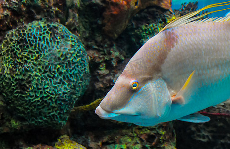 猪鱼（Lachnolaimus maximus），海洋水族馆中的成年热带鱼