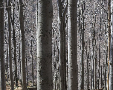 关闭年轻山毛榉树结构的灰色树干，光影、自然图案背景