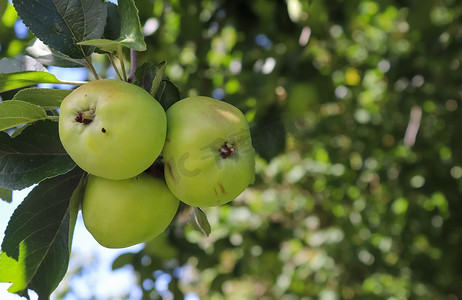 充足的营养摄影照片_树枝上的青苹果准备选择性地收获