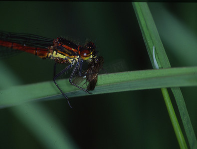 吃掉摄影照片_阿多尼蜻蜓坐在茎上吃掉一只苍蝇