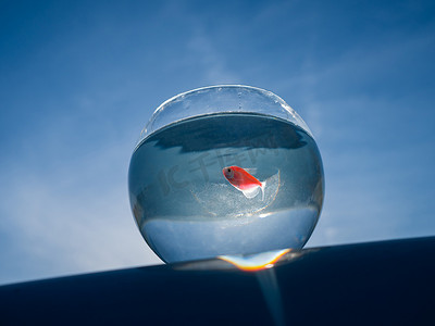 游动摄影照片_蓝天映衬下，金鱼在圆形水族箱中游动。