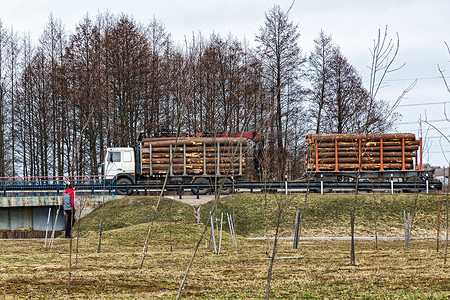 卡车（原木卡车）运输砍伐的树木的树干