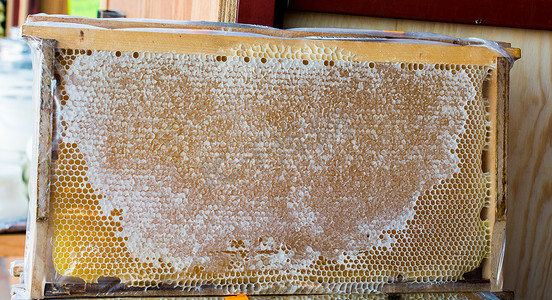 蜂巢抑菌摄影照片_密封的蜂巢架中的新鲜蜂蜜