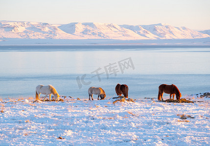 西高地简笔画摄影照片_冬季冰岛高地的马。