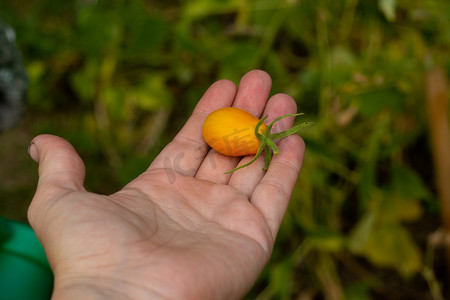 继子摄影照片_黄色樱桃番茄在张开的手掌上。 