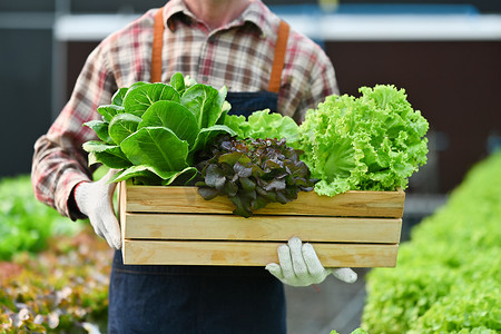 农场蔬菜摄影照片_农民拿着装满农场新鲜有机蔬菜的木箱。