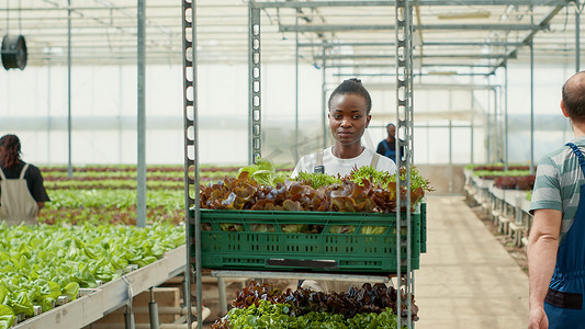 微笑的非洲裔美国蔬菜采摘者推着装着不使用农药种植的生菜的板条箱架
