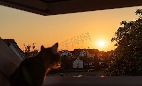 日落时猫望向窗外