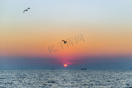 蓝色太阳背景摄影照片_在美丽的太阳背景下，海鸥飞过大海