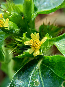 战火摄影照片_节点杂草（也称为 Synedrella nodiflora、synderella 杂草）与自然背景的宏观照片。