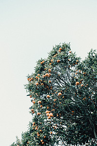 明亮的白色天空上橙色果树的简约图像