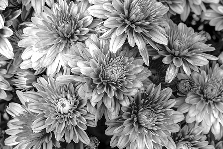 开花的妈妈或菊花，黑白花背景。