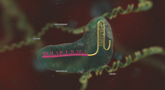 长RNA主链与DNA结合，预先设计的序列引导Cas9到达基因组中的正确位置。 