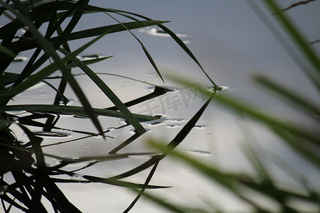 水里挂着小草