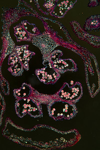 水果架摄影照片_100x 显微镜下的桤木猫水果架
