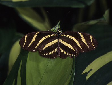 中柱摄影照片_叶子上的热带燕尾蛾