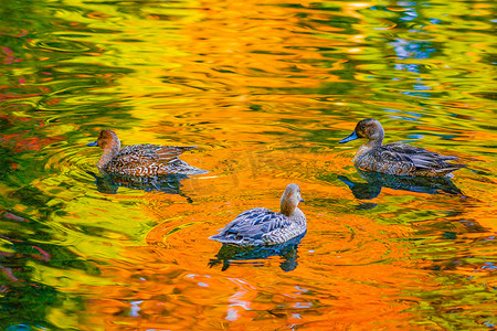 鸭子和秋叶出现的池塘