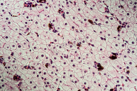 肝细胞摄影照片_带有肝细胞的蝾螈两栖动物 100x