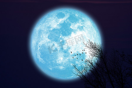 血淋淋的摄影照片_超级收获蓝月亮和剪影鸟飞过干燥的特雷