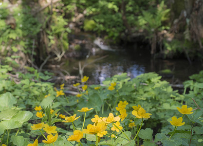 绿色加黄色摄影照片_盛开的黄色沼泽万寿菊，散景背景，森林溪流和绿色蕨类植物，春天的下午