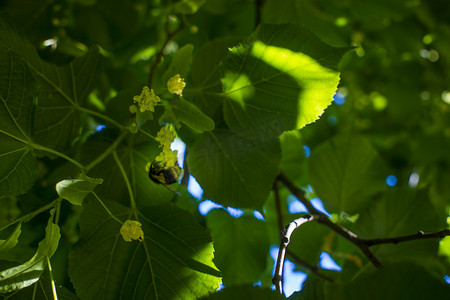 椴树摄影照片_椴树、椴树、椴木或未开花的椴树。