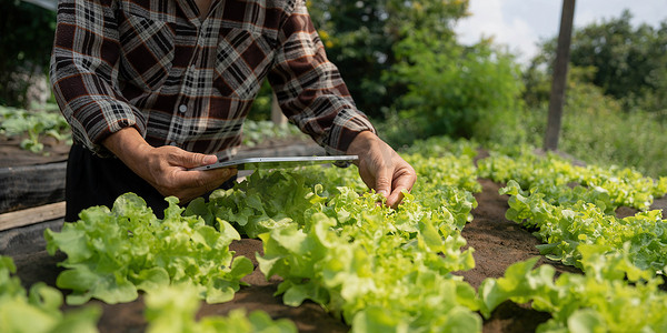 农业温室摄影照片_农民通过平板农业现代技术检查质量。