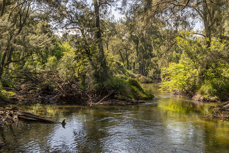 澳大利亚地区阳光下的一条小溪穿过绿树林