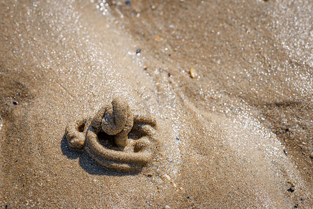 海滩沙子上的阿尼科尔海扭曲，有蠕虫