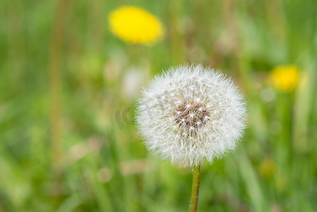 田野上的蒲公英花