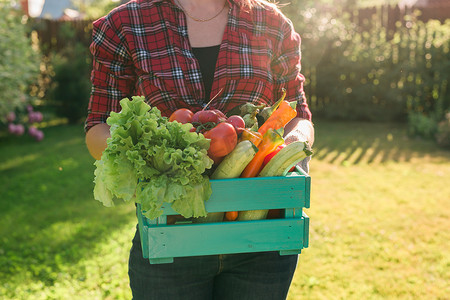 女农民携带一盒采摘蔬菜-花园和收获农产品进行网上销售。
