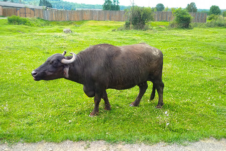 绿草背景下农场的欧洲黑牛哞哞