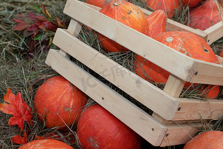丰收节，鲜橙色的南瓜躺在干草上的木箱里。