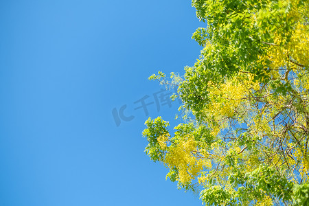 黄金雨树，决明子瘘泰国国花