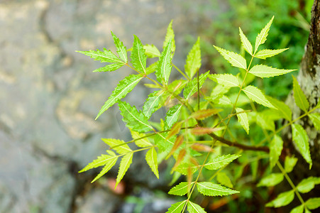 绿色印楝树植物叶子上的季风雨。