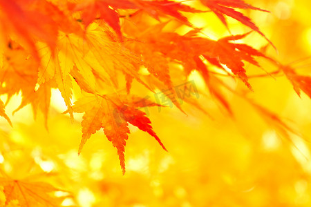 黄色和红色的枫叶在秋天离开