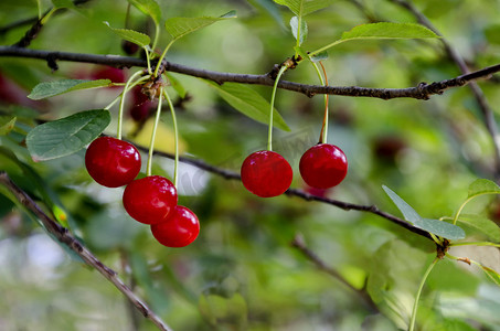 花园里的樱桃或酸樱桃枝，上面有甜甜可口的红色水果