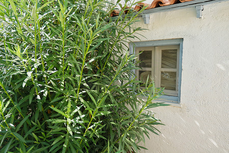带小蓝窗和夹竹桃灌木的花园洋房的特写部分
