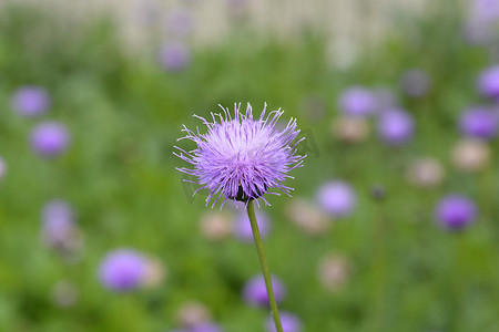 单花锯藻