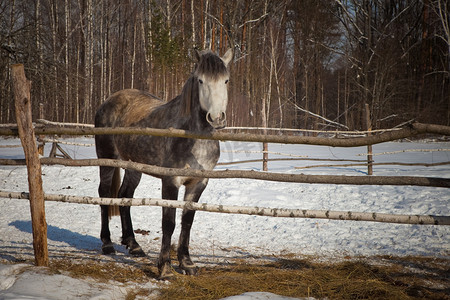 风景骏马摄影照片_冬季风景背景上美丽的马。