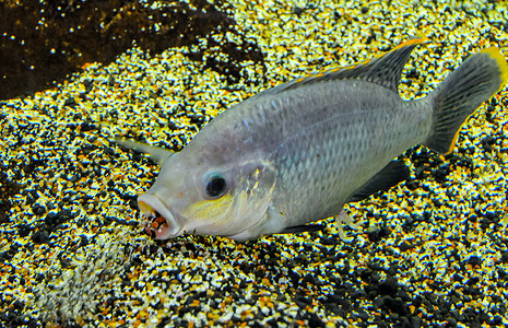 水族logo摄影照片_水族馆里的大型淡水鱼罗非鱼用嘴吸沙子