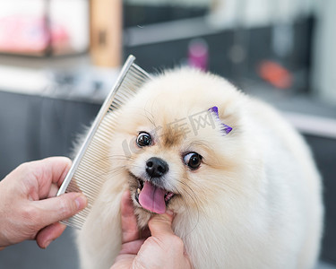 一位女士在理完发后给一只可爱的博美犬梳理毛发。