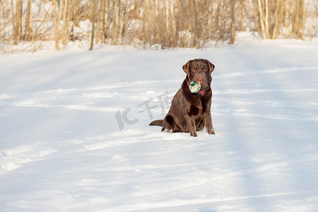 棕色拉布拉多猎犬在寒冷的冬日在雪地里玩耍。冬日在院子里进行游戏。快乐的宠物。