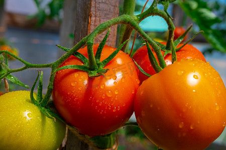温室里种植的美丽的红熟西红柿。