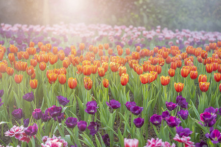 花园里有各种鲜艳的彩虹色花瓣的郁金香，日光下观赏花园里美丽的色彩花束