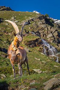 意大利大帕拉迪索意大利阿尔卑斯山景观中的瀑布和高山山羊