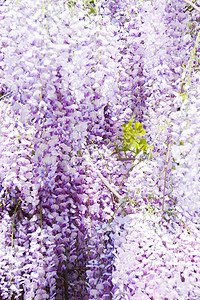 紫藤拱门摄影照片_背景 鲜花 墙