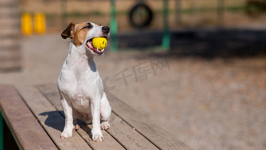 黄色的游戏摄影照片_杰克罗素梗犬嘴里叼着一个黄色的球，脸坐在木凳上。