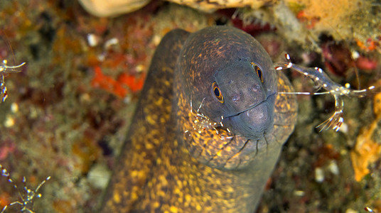 印度尼西亚蓝碧岛的巨型海鳗和清洁虾